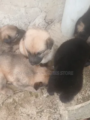 1-3 months Female Purebred German Shepherd