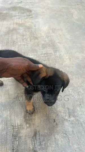 0-1 month Male Purebred German Shepherd