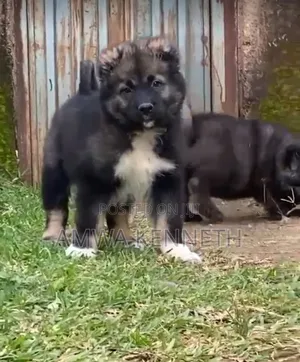 1-3 months Male Purebred Caucasian Shepherd