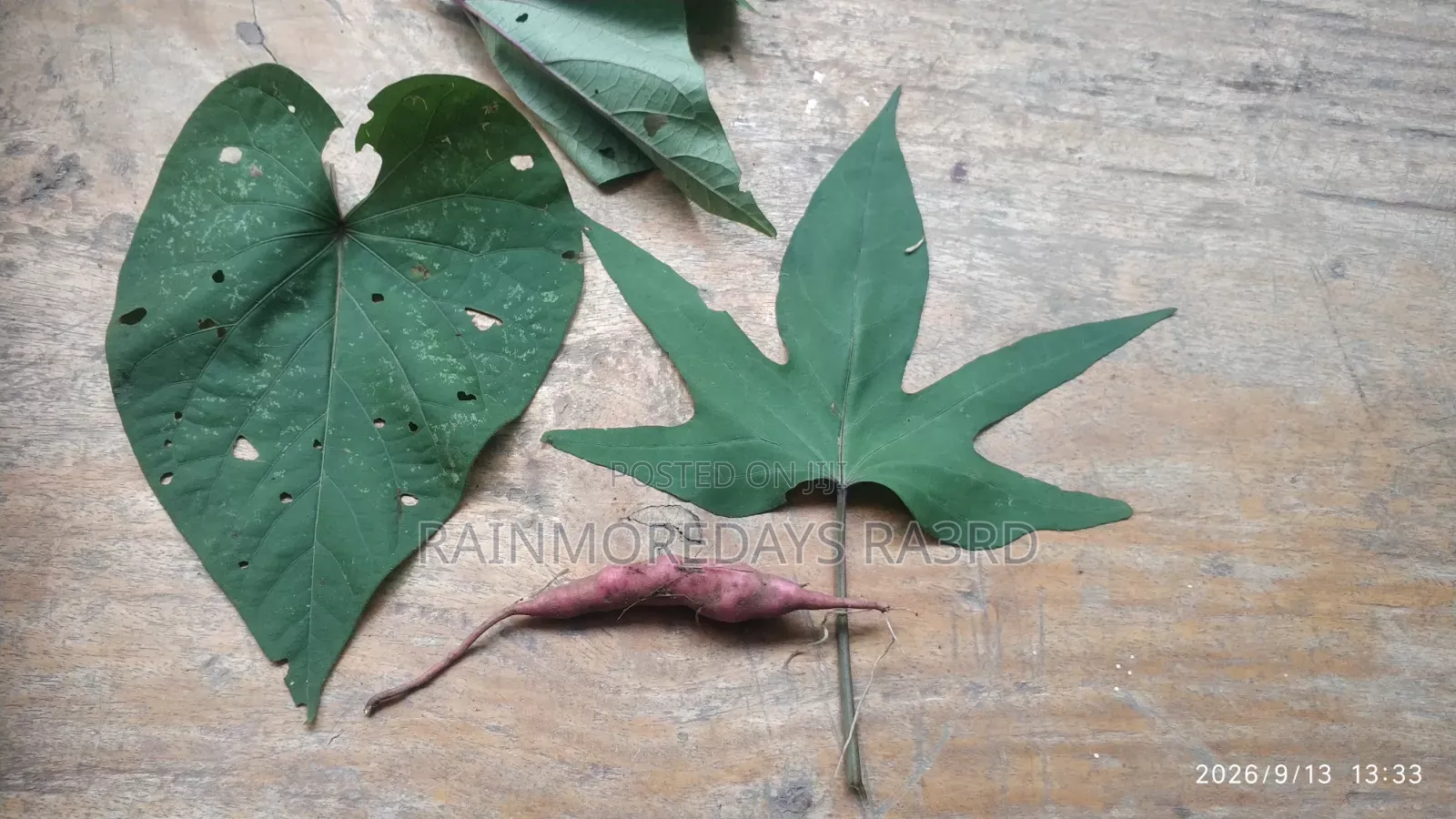 Sweet Potato Vines ( Red or White Varieties)