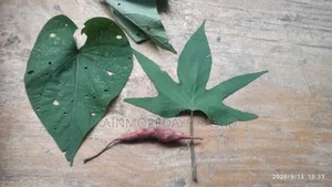 Sweet Potato Vines ( Red or White Varieties)