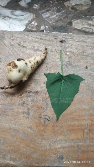 Sweet Potato Vines ( Red or White Varieties)