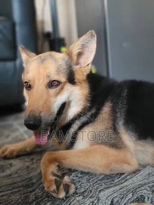 1+ year Male Purebred German Shepherd