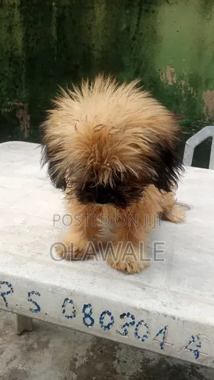 1-3 months Male Purebred Lhasa Apso