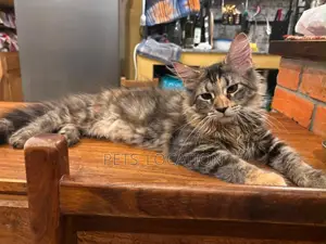 3-6 months Female Purebred Maine Coon