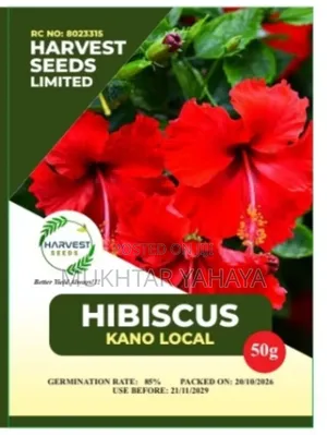 HIBISCUS, Kano Local