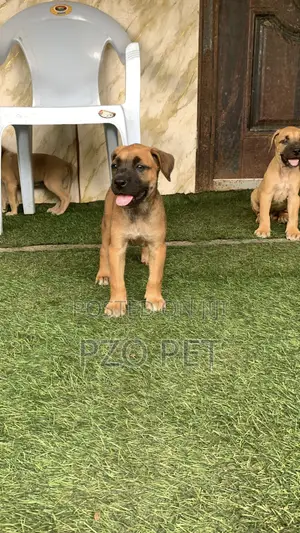 1-3 months Male Purebred Boerboel
