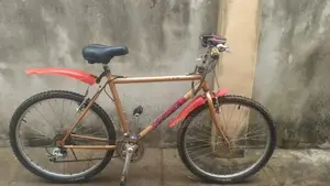 Adult Bicycle