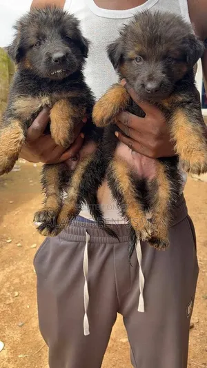 1-3 months Male Purebred German Shepherd
