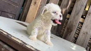 1-3 months Male Purebred Lhasa Apso