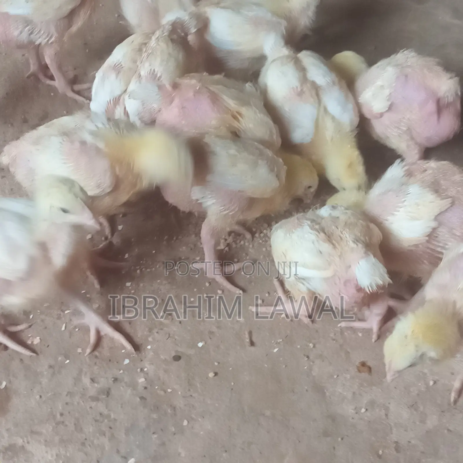3 Weeks Old Broilers