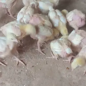 3 Weeks Old Broilers