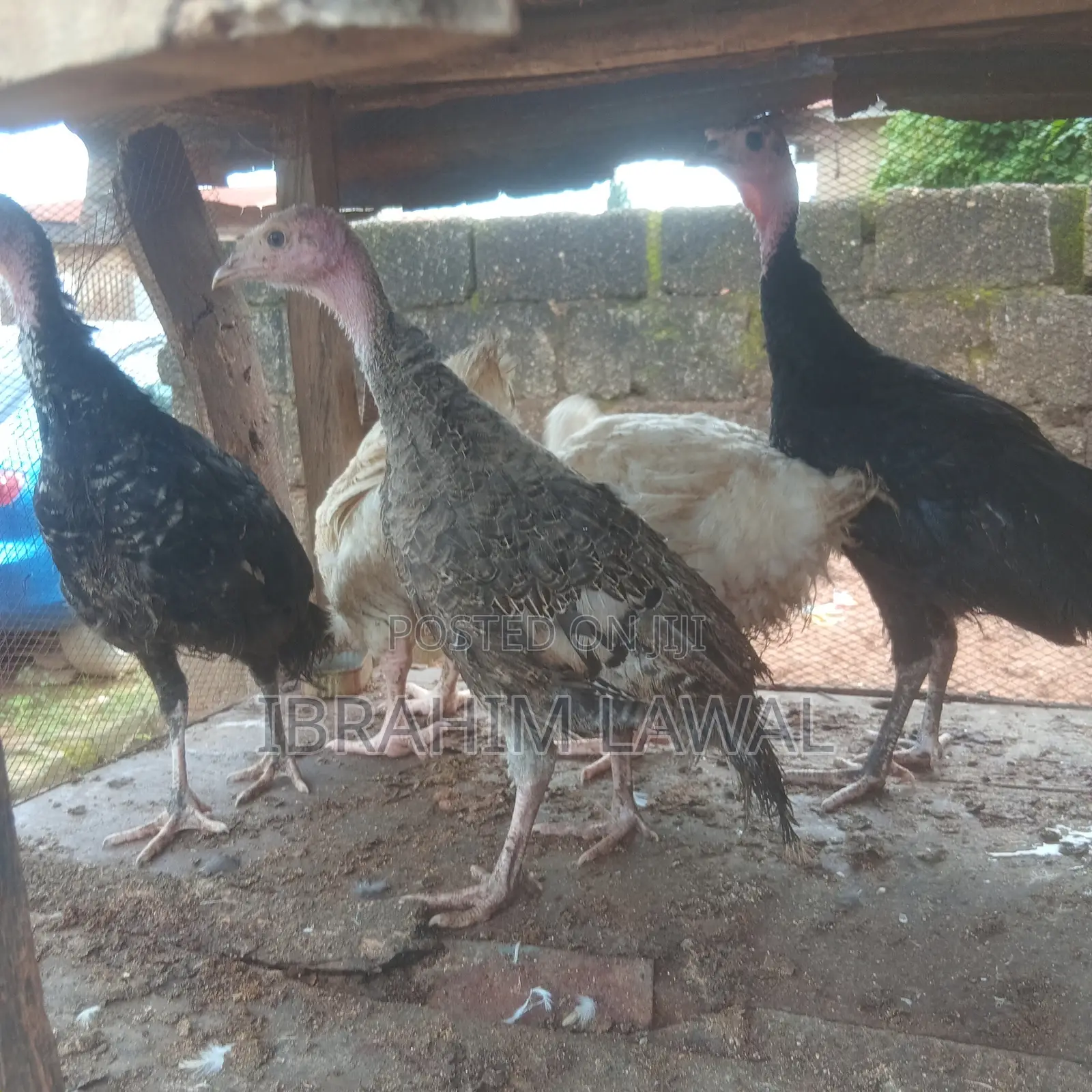 3 Weeks Old Broilers