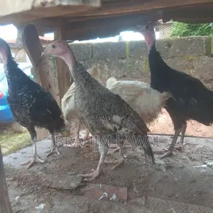 3 Weeks Old Broilers