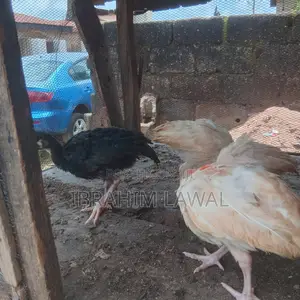 3 Weeks Old Broilers