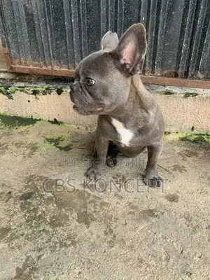 3-6 months Female Purebred French Bulldog