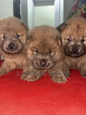 0-1 month Female Purebred Chow Chow