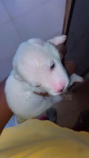 1-3 months Female Purebred American Eskimo