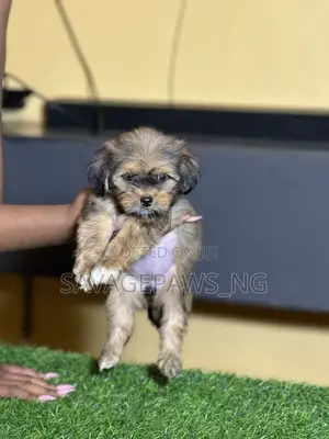 1-3 months Female Purebred Lhasa Apso