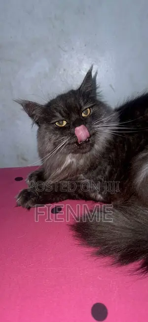 3-6 months Female Purebred Maine Coon