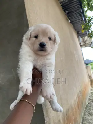 1-3 months Female Mixed Breed Lhasa Apso
