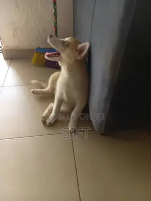 0-1 month Female Purebred Siberian Husky
