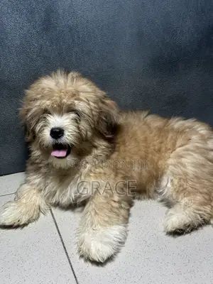 1-3 months Male Mixed Breed Shih Tzu