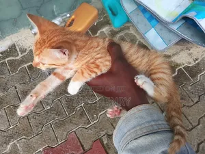 1-3 months Male Purebred American Shorthair