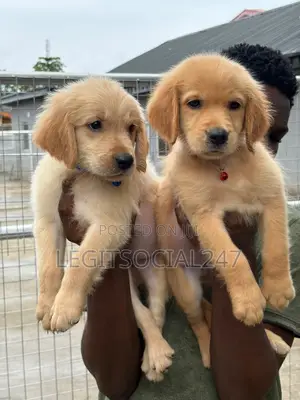 1-3 months Female Purebred Golden Retriever
