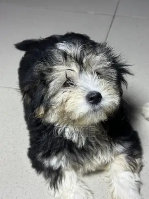 1-3 months Female Mixed Breed Shih Tzu