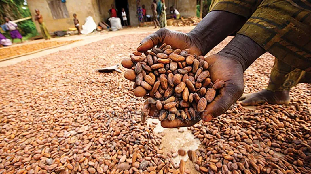 Cocoa Bean Seed