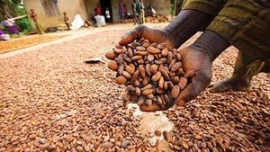 Cocoa Bean Seed