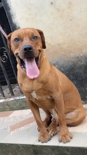 1+ year Male Purebred Boerboel