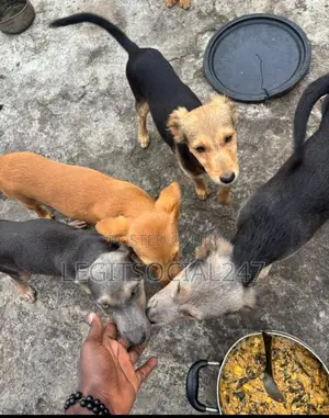 3-6 months Male Mixed Breed German Shepherd