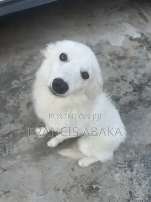6-12 months Male Purebred American Eskimo