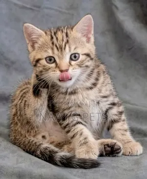 1-3 months Female Purebred American Shorthair