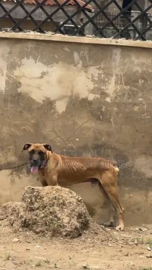 1+ year Male Purebred Boerboel