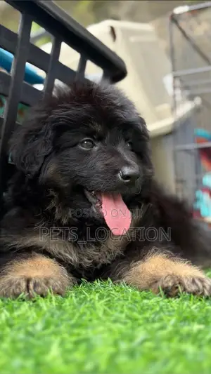 1-3 months Female Purebred German Shepherd