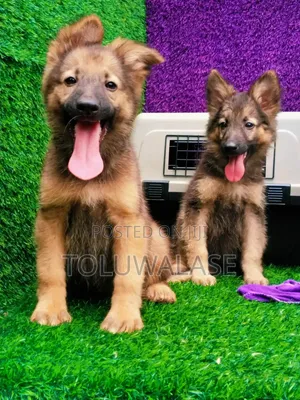 1-3 months Male Purebred German Shepherd