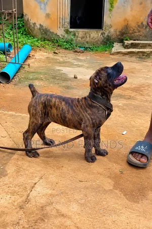 1-3 months Female Purebred Boerboel