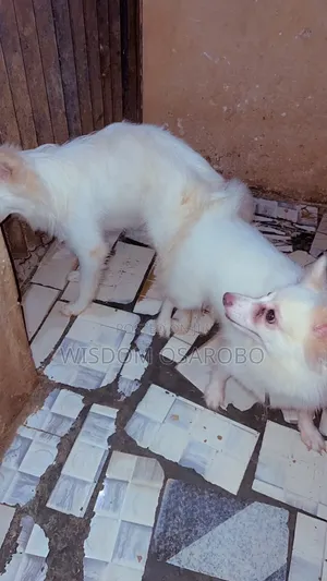 1+ year Male Purebred American Eskimo