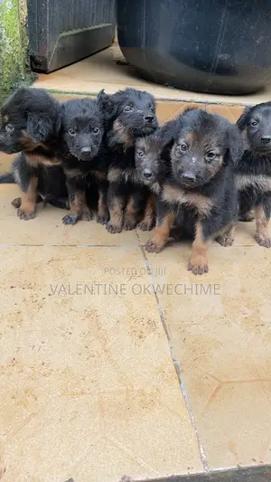 1-3 months Female Mixed Breed German Shepherd