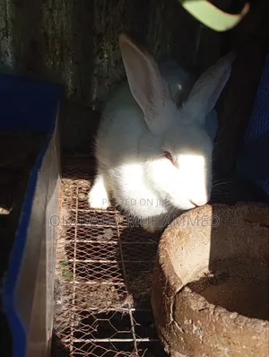 Rabbit (Pregnant Doe)