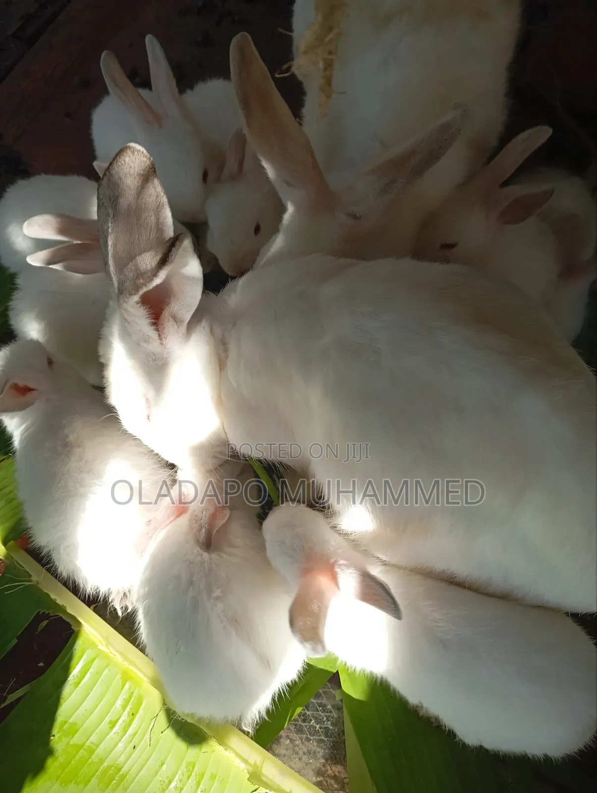 Rabbit (Experienced Doe)