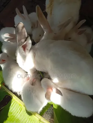 Rabbit (Experienced Doe)