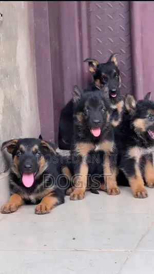 1-3 months Female Purebred German Shepherd