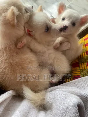 1-3 months Female Mixed Breed American Eskimo