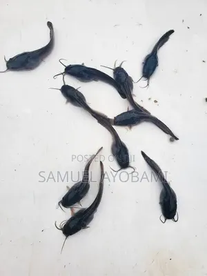 Healthy Catfish Fingerlings Juveniles for Sale – Affordable Prices