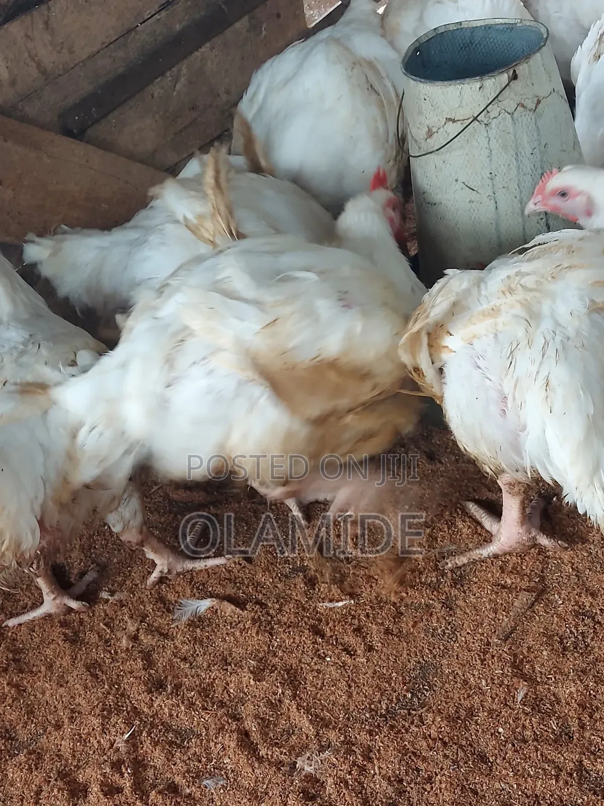 3-4kg Size JR_FreshFarm Organic Broilers