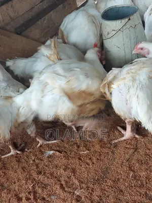 3-4kg Size JR_FreshFarm Organic Broilers